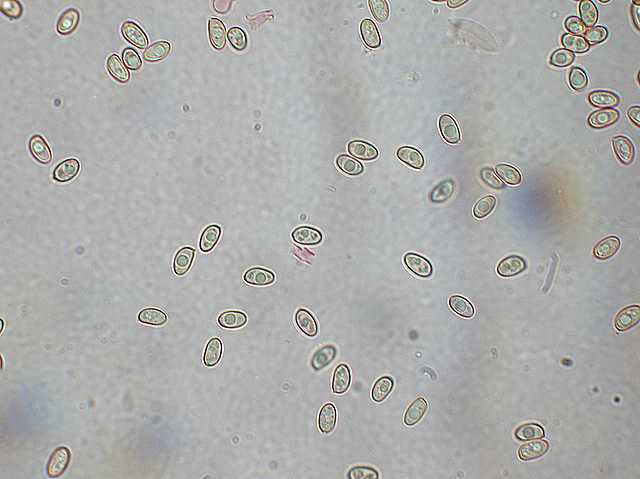 Galerina stylifera   (G.F. Atk.) A.H. Sm. & Singer